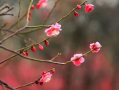 红梅花,冬日里的坚韧与美丽